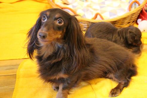 販売中のカニンヘンダックスフンド(ロングヘアード)の親犬
